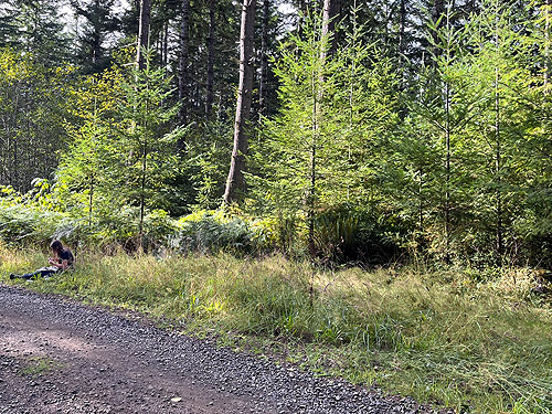 Kathy Whaley sorting beat sample, DNR road on Pluvius Hill, Pacific County, Washington