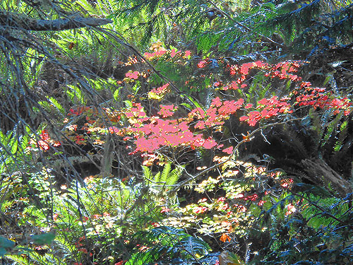 vine maple fall color, Willapa Hills Trail west of Pluvius, Pacific County, Washington