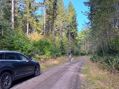 Rod Crawford seeking conifers to beat along Pluvius Hill road, Pacific County, Washington