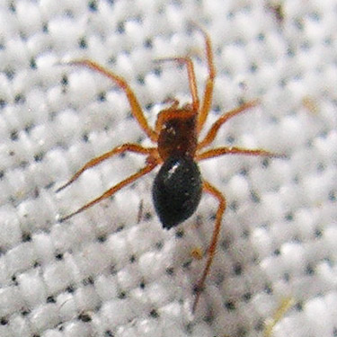 female spider Coreogronal monoceros, Willapa Hills Trail west of Pluvius, Pacific County, Washington
