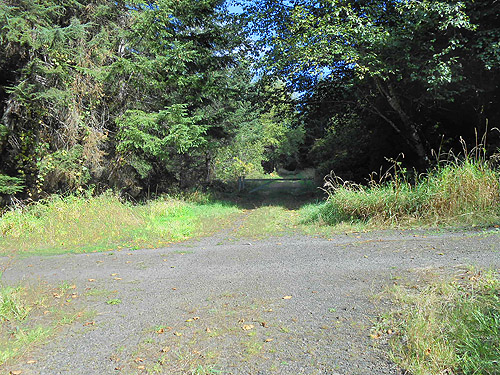 logging road that crosses Willapa Hills Trail west of Pluvius, Pacific County, Washington