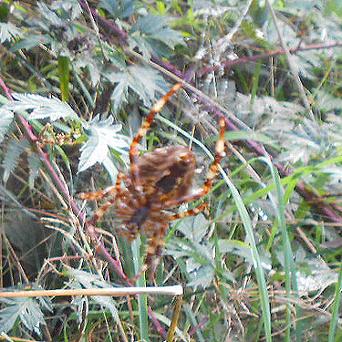 Araneus diadematus female in web, Willapa Hills Trail west of Pluvius, Pacific County, Washington