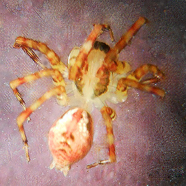 female spider Dirksia cinctipes from ferns, Willapa Hills Trail west of Pluvius, Pacific County, Washington