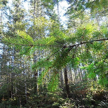 Douglas-fir foliage by DNR road on Pluvius Hill, Pacific County, Washington