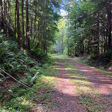 Willapa Hills Trail west of Pluvius, Pacific County, Washington