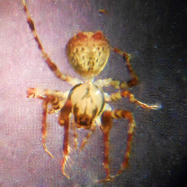 female spider Ero canionis, Willapa Hills Trail west of Pluvius, Pacific County, Washington
