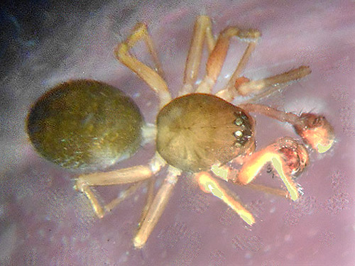 male spider Linyphantes eureka from conifers on Pluvius Hill, Pacific County, Washington