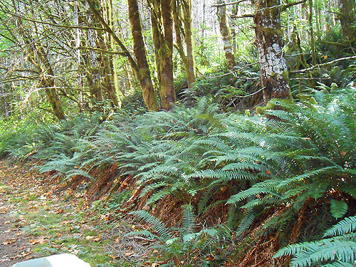 row of sword ferns along Willapa Hills Trail west of Pluvius, Pacific County, Washington