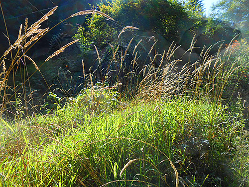 trailside grass, Willapa Hills Trail west of Pluvius, Pacific County, Washington