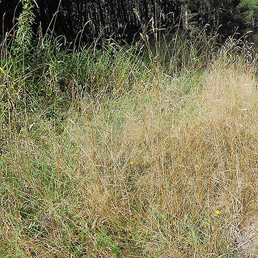 trailside grass, Willapa Hills Trail west of Pluvius, Pacific County, Washington