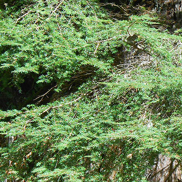 western hemlock foliage, Willapa Hills Trail west of Pluvius, Pacific County, Washington