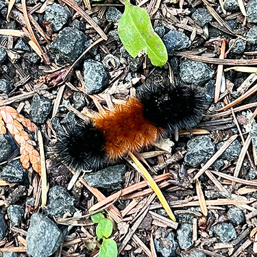 larva of Pyrrharctia isabella crossing Willapa Hills Trail west of Pluvius, Pacific County, Washington