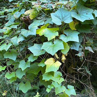 Manroot vine Marah oregana, Willapa Hills Trail west of Pluvius, Pacific County, Washington