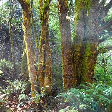 bigleaf maple trees, Willapa Hills Trail west of Pluvius, Pacific County, Washington