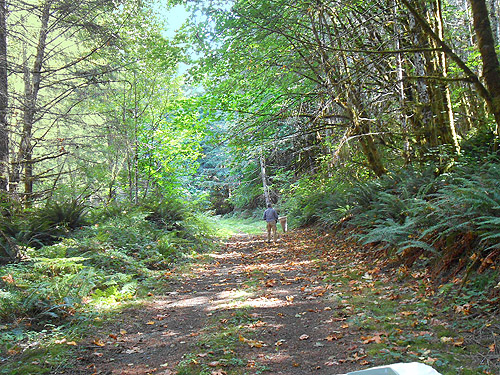 Laurel Ramseyer seeking moss to sift, Willapa Hills Trail west of Pluvius, Pacific County, Washington