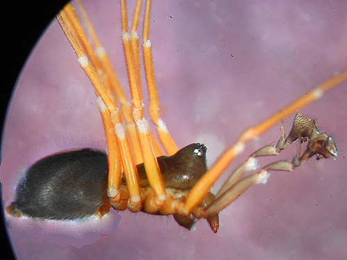 male spider Spirembolus mundus, Willapa Hills Trail west of Pluvius, Pacific County, Washington