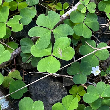 Oregon oxalis, Oxalis oregana, Willapa Hills Trail west of Pluvius, Pacific County, Washington