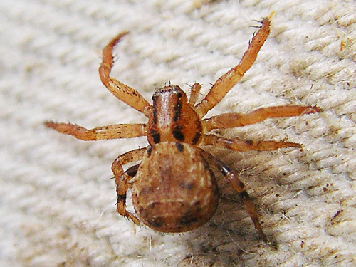 crab spider Ozyptila pacifica, Pluvius Hill, Pacific County, Washington