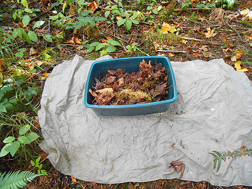 leaf litter in sifter, Willapa Hills Trail west of Pluvius, Pacific County, Washington