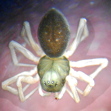 teneral female spider Spirembolus mundus, Willapa Hills Trail west of Pluvius, Pacific County, Washington
