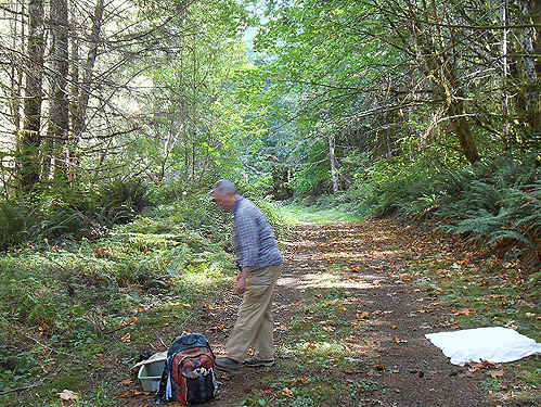 trail section lined with maple, Willapa Hills Trail west of Pluvius, Pacific County, Washington