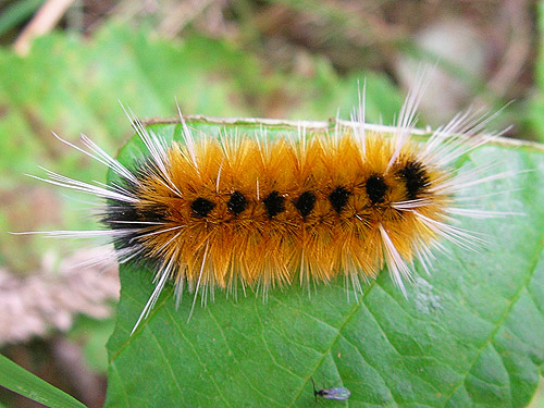 tussock moth larva, Willapa Hills Trail west of Pluvius, Pacific County, Washington