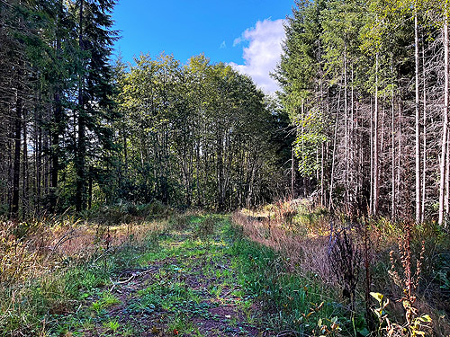 along logging road above Willapa Hills Trail west of Pluvius, Pacific County, Washington