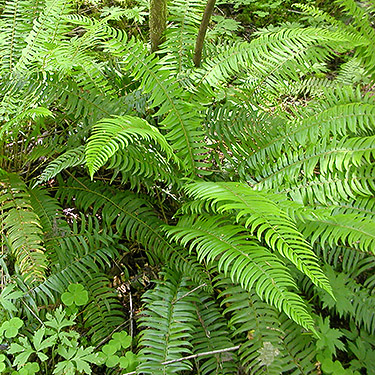 sword fern Pterostichum munitum in forest understory, Porter Creek Meadow, up creek from Porter, Grays Harbor County, Washington