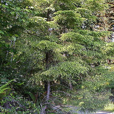 western hemlock foliage Tsuga heterophylla, clearcut east of Porter Creek Meadow, up creek from Porter, Grays Harbor County, Washington