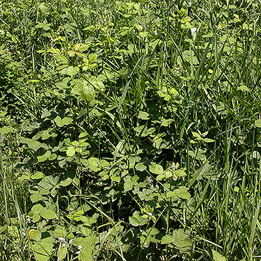 invasive Rubus armeniacus at Porter Creek Meadow, up creek from Porter, Grays Harbor County, Washington