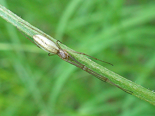 orbweaving spider Tetragnatha laboriosa, Porter Creek Meadow, up creek from Porter, Grays Harbor County, Washington