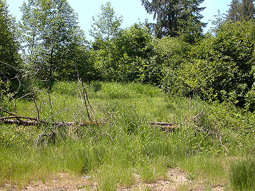 Porter Creek Meadow, up creek from Porter, Grays Harbor County, Washington