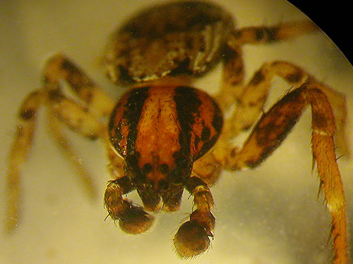 Ozyptila pacifica crab spider from understory, Porter Creek Meadow, up creek from Porter, Grays Harbor County, Washington