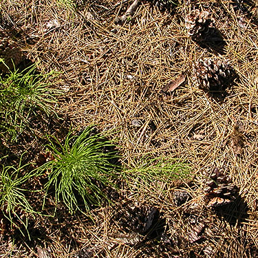 pine cones at Simpson Door Company entry, McCleary, Washington