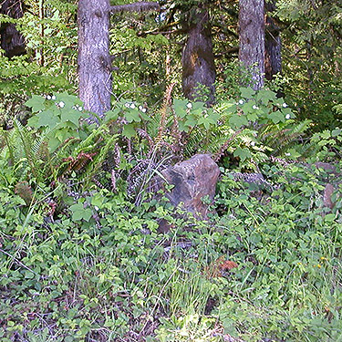 roadside foliage by clearcut east of Porter Creek Meadow, up creek from Porter, Grays Harbor County, Washington