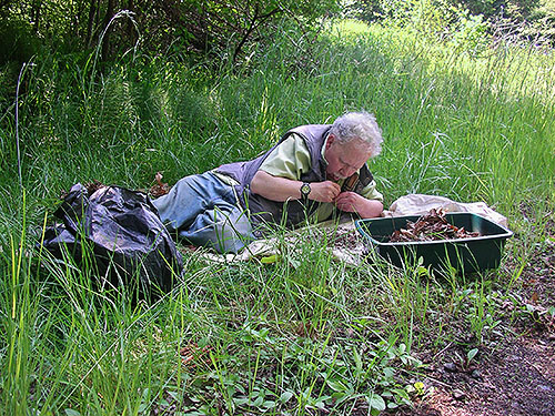 Rod Crawford sifting maple litter at Porter Creek Meadow, up creek from Porter, Grays Harbor County, Washington