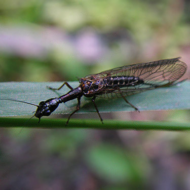 snakefly, Raphidia sp., Porter Creek Meadow, up creek from Porter, Grays Harbor County, Washington