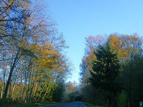 fall color on South Skagit Highway, Skagit County, Washington, 2 November 2020