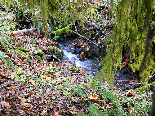 nameless creek in the forest, Potts Road Quarry off South Skagit Highway, Skagit County, Washington