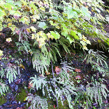 hanging gardens on ravine side, Gilligan Creek Falls, Skagit County, Washington