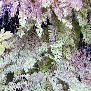 maidenhair fern, Gilligan Creek Falls, Skagit County, Washington