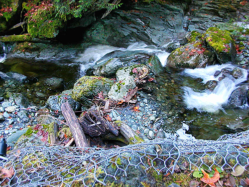 stream ravine at Gilligan Creek Falls, Skagit County, Washington