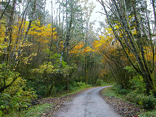 fall color along road, Potts Road Quarry off South Skagit Highway, Skagit County, Washington