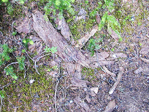 fallen bark, Quartz Creek Trail, SE Snohomish County, Washington