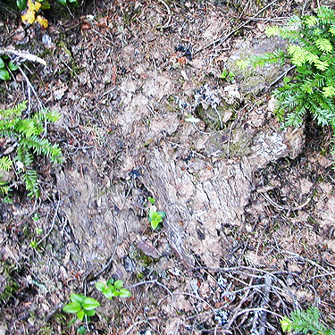 old fallen bark, Quartz Creek Trail, SE Snohomish County, Washington