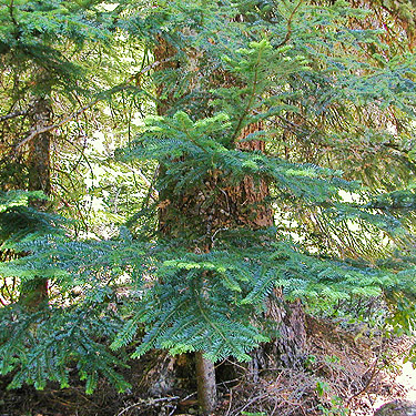 fir foliage at trailhead, Quartz Creek Trail, SE Snohomish County, Washington