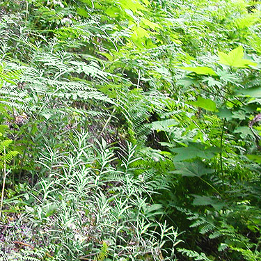 flora of mini-meadow, Quartz Creek Trail, SE Snohomish County, Washington