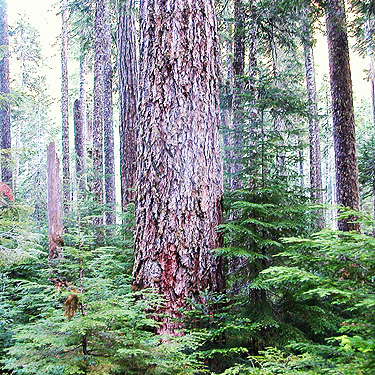old growth trunk, Quartz Creek Trail, SE Snohomish County, Washington