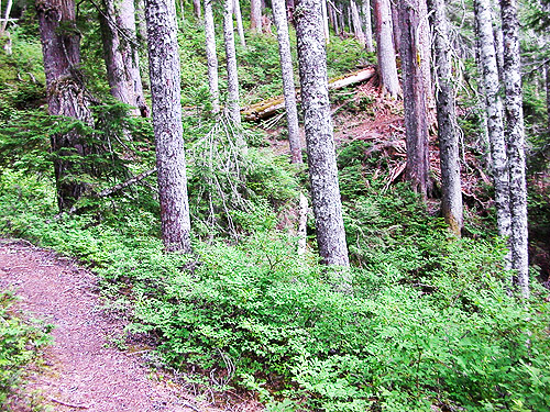 Quartz Creek Trail, SE Snohomish County, Washington