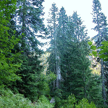 old growth canopy, Quartz Creek Trail, SE Snohomish County, Washington